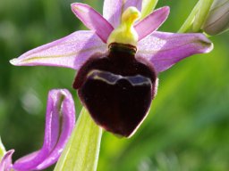 Ophrys_biscutella_San_Marco_in_Lamis_3